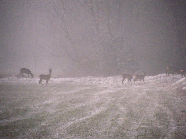 caprioli , riserva La Fagiana Parco del Ticino, lombardia