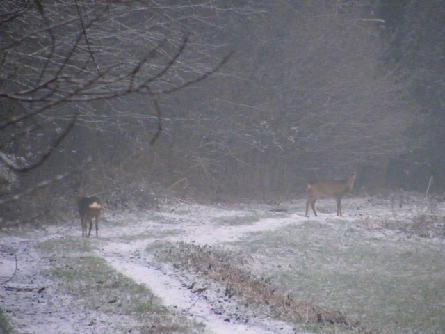 caprioli , riserva La Fagiana Parco del Ticino, lombardia