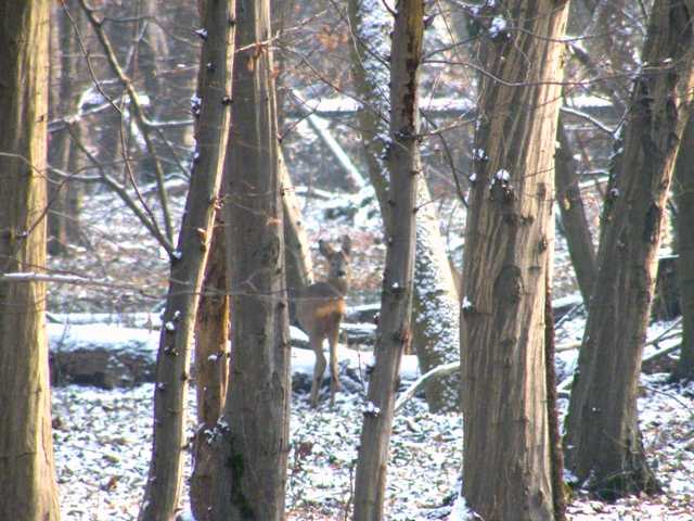 caprioli , riserva La Fagiana Parco del Ticino, lombardia