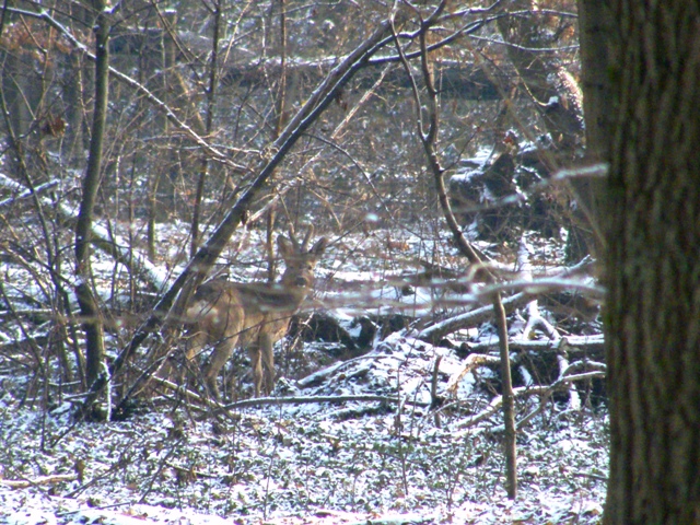 caprioli , riserva La Fagiana Parco del Ticino, lombardia