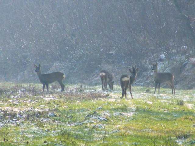 caprioli , riserva La Fagiana Parco del Ticino, lombardia