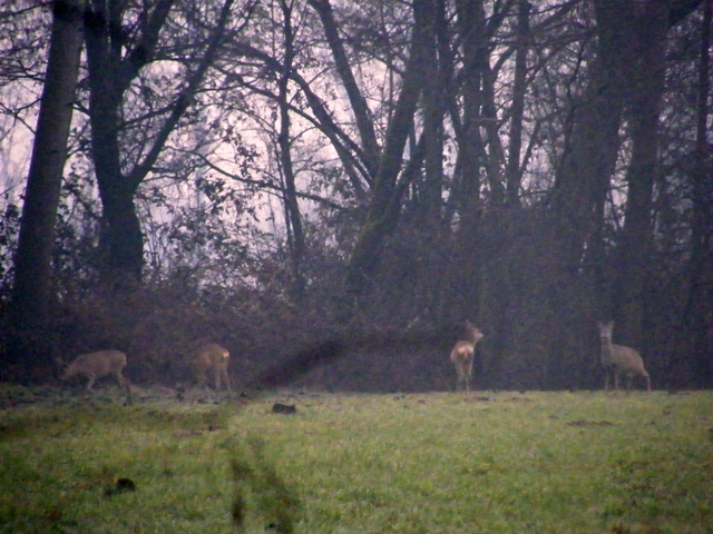 caprioli , riserva La Fagiana Parco del Ticino, lombardia