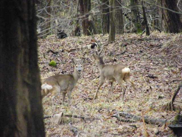 caprioli , riserva La Fagiana Parco del Ticino, lombardia