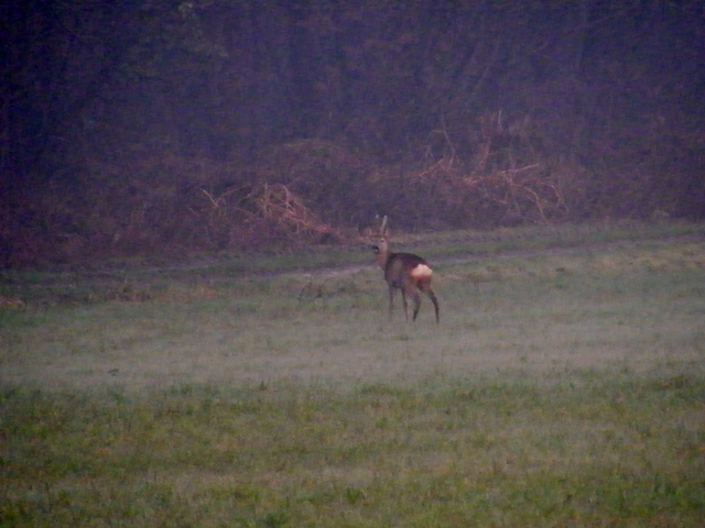 caprioli , riserva La Fagiana Parco del Ticino, lombardia
