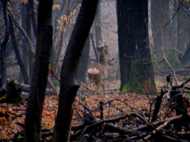 caprioli , riserva La Fagiana Parco del Ticino, lombardia