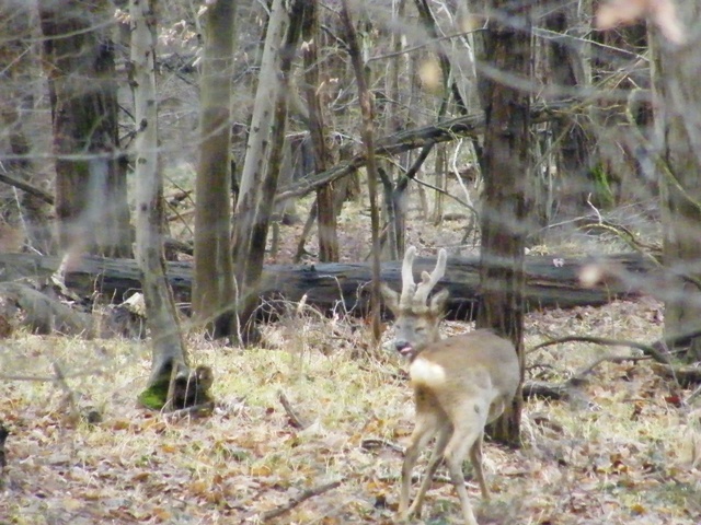 caprioli , riserva La Fagiana Parco del Ticino, lombardia