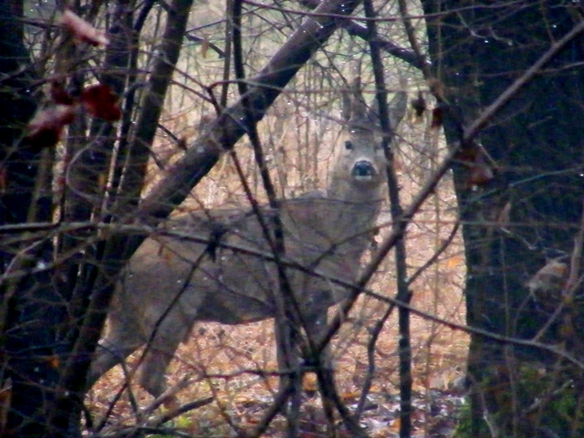 caprioli , riserva La Fagiana Parco del Ticino, lombardia