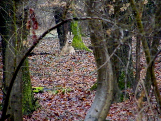 caprioli , riserva La Fagiana Parco del Ticino, lombardia