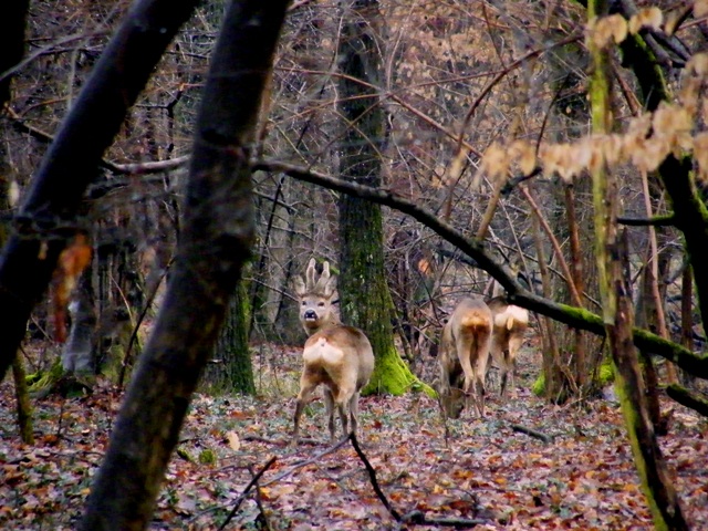 caprioli , riserva La Fagiana Parco del Ticino, lombardia