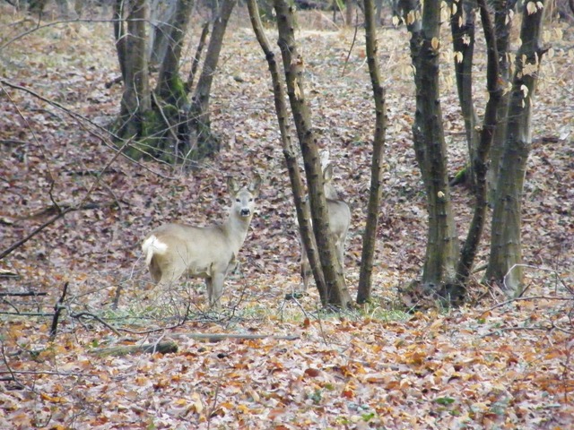 caprioli , riserva La Fagiana Parco del Ticino, lombardia