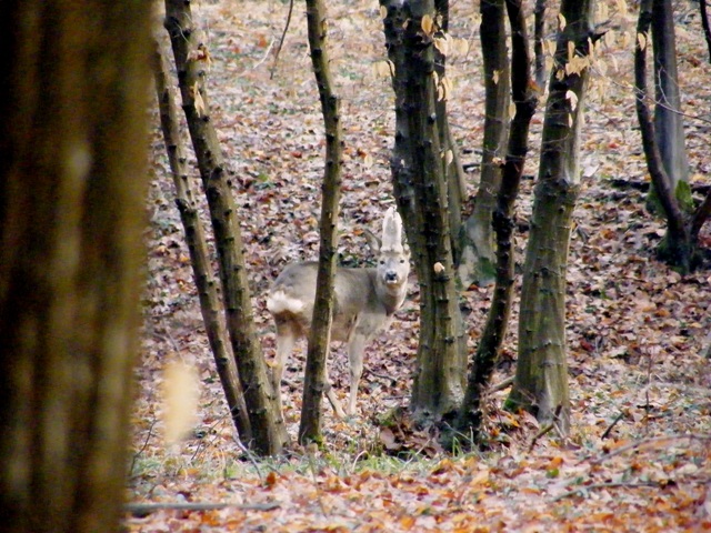 caprioli , riserva La Fagiana Parco del Ticino, lombardia