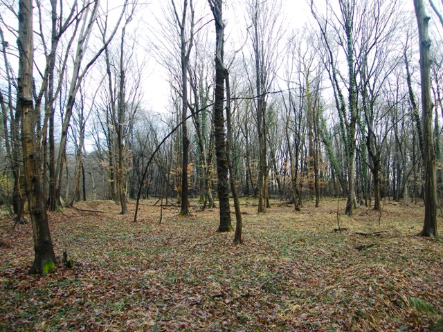 caprioli , riserva La Fagiana Parco del Ticino, lombardia