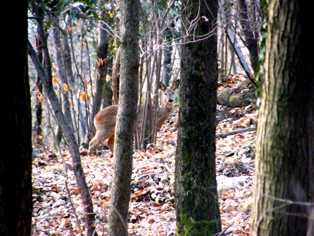 ungulati nelle prealpi comasche