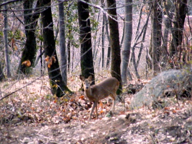 ungulati nelle prealpi comasche
