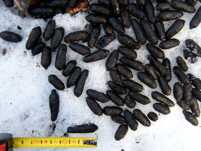 ungulati nelle prealpi comasche