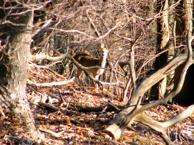 ungulati nelle prealpi comasche