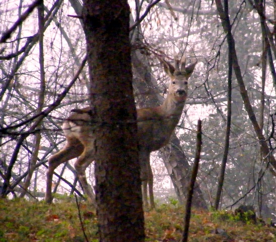 ungulati nelle prealpi comasche