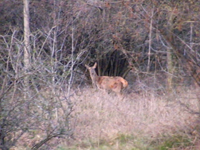ungulati nelle prealpi comasche