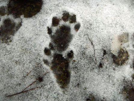 Che impronte sono?