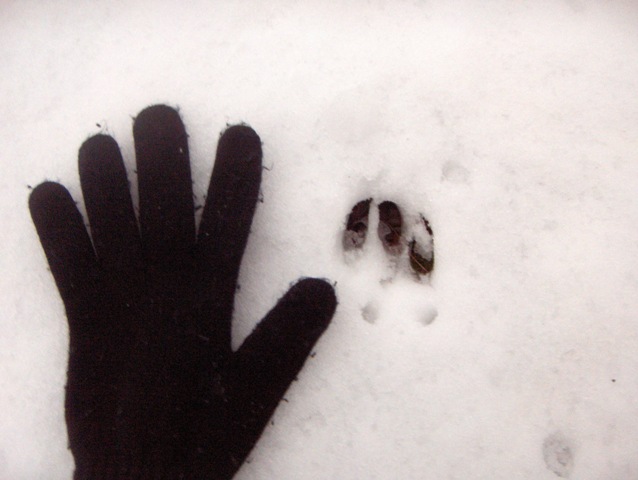 orme nella neve