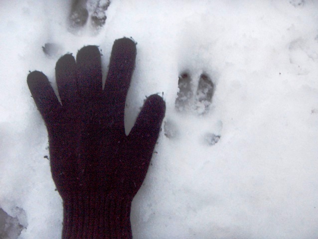 orme nella neve