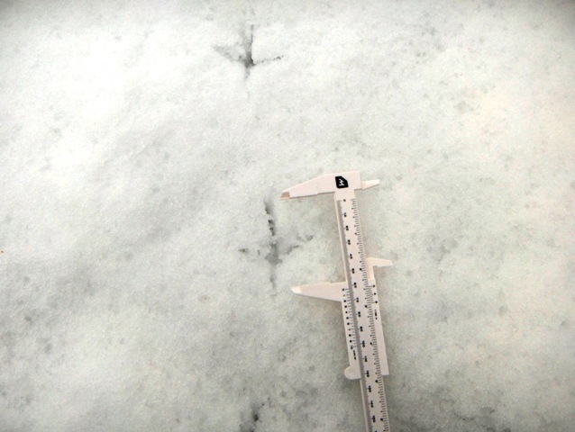 orme nella neve