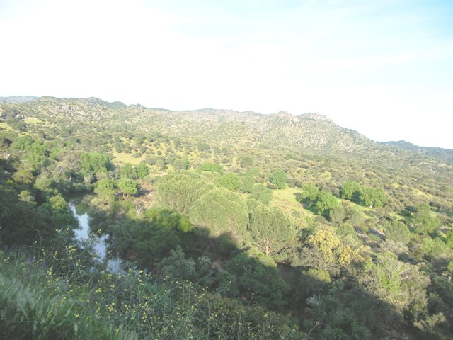 Mammiferi iberici