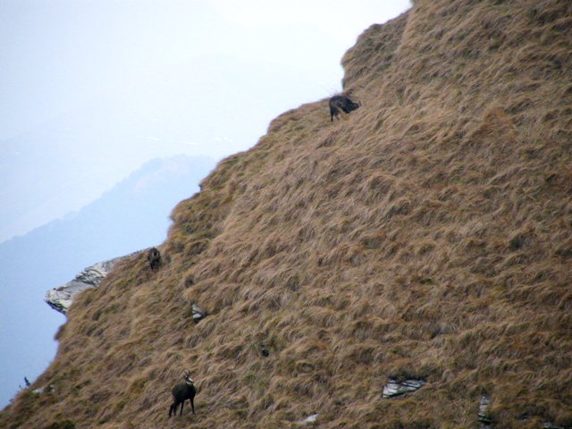 Periodo degli amori per il camoscio