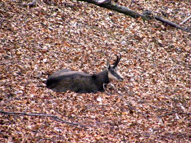 Periodo degli amori per il camoscio