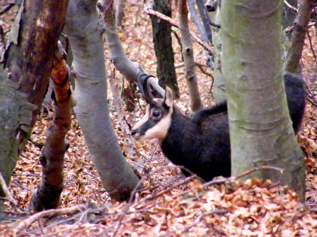 Periodo degli amori per il camoscio