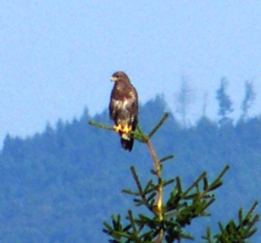 uccelli nella foresta nera ,germania