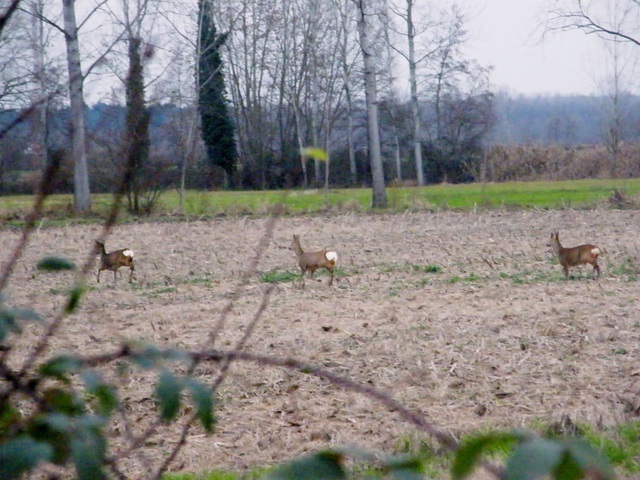 caprioli , riserva La Fagiana Parco del Ticino, lombardia