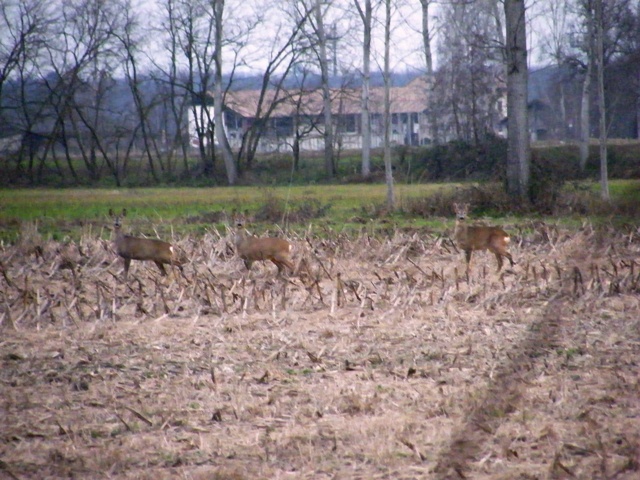 caprioli , riserva La Fagiana Parco del Ticino, lombardia