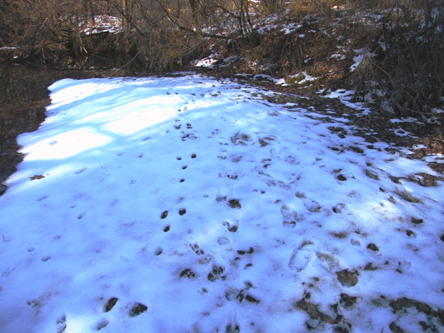 piste di animali