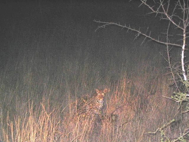 leopardo