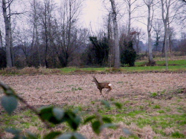 caprioli , riserva La Fagiana Parco del Ticino, lombardia