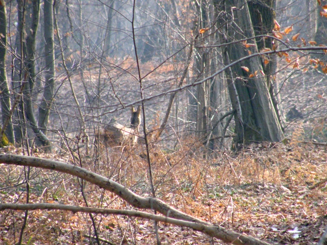 caprioli , riserva La Fagiana Parco del Ticino, lombardia