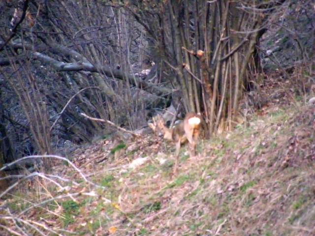 ungulati nelle prealpi comasche