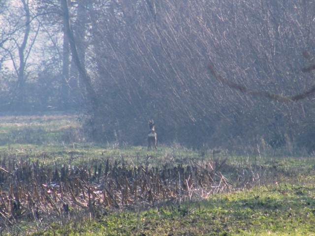 caprioli , riserva La Fagiana Parco del Ticino, lombardia