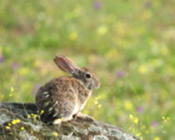 Mammiferi iberici