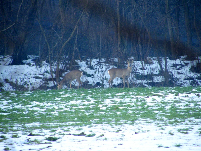 caprioli , riserva La Fagiana Parco del Ticino, lombardia
