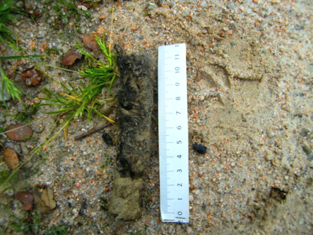 Mammiferi iberici