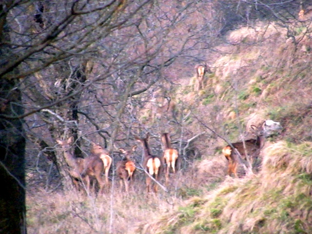 ungulati nelle prealpi comasche