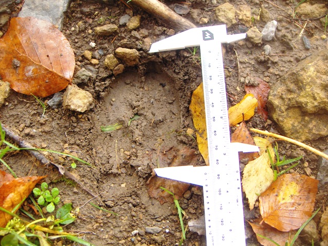 fatte di cervo e/o animale domestico???