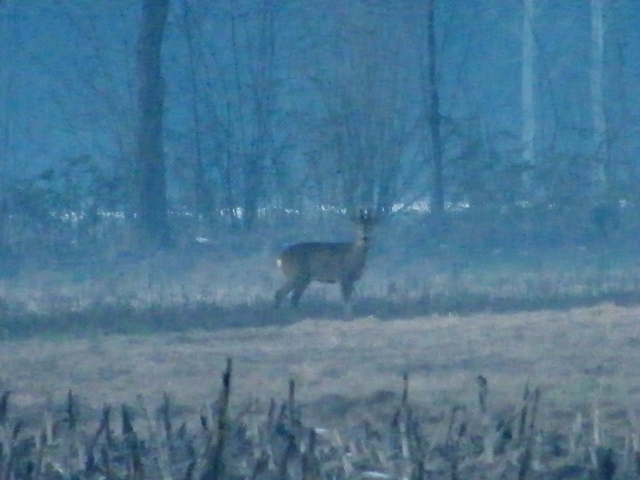 caprioli , riserva La Fagiana Parco del Ticino, lombardia