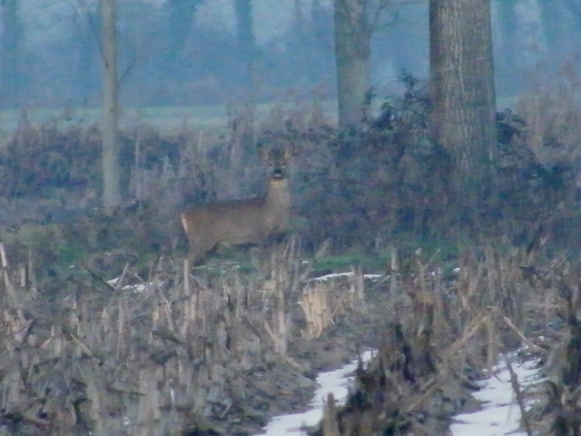 caprioli , riserva La Fagiana Parco del Ticino, lombardia
