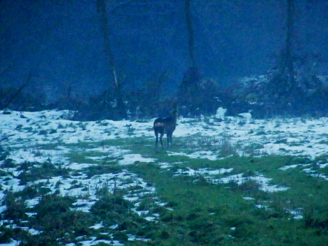 caprioli , riserva La Fagiana Parco del Ticino, lombardia