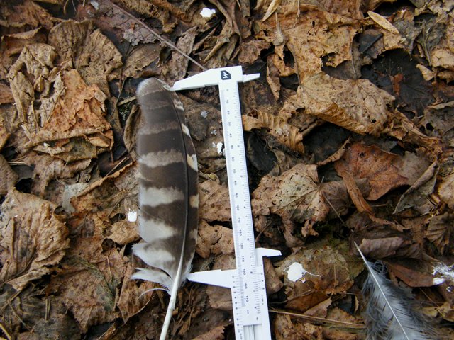 identificazione di penna - Allocco