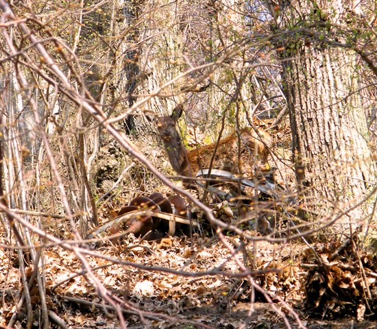 ungulati nelle prealpi comasche