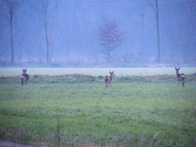 caprioli , riserva La Fagiana Parco del Ticino, lombardia